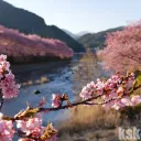 伊豆の日帰り旅行で河津桜と修禅寺の撮影に行ってきました