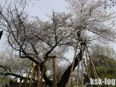 日帰りで埼玉の桜と史跡を電車とバスで巡る【石戸蒲ザクラ・川越喜多院・川越城本丸御殿・氷川神社・大宮公園】